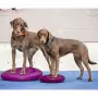 FitPAWS Disco per l'Allenamento dell'Equilibrio per Cani 36 cm Lampone