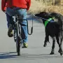 SPRINGER Kit Ginnico per Bicicletta per Cani