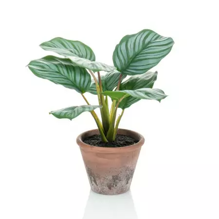 Emerald Calathea Orbifolia Artificiale Terra 32 cm in Vaso